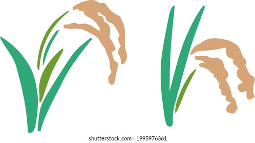 Simple illustrations of rice 2 types