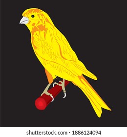 simple image of canary finch