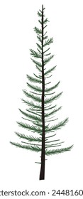 a simple image of a non-lush Christmas tree