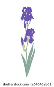 Simple iris branch isolated on white background. Big violet flowers, buds and green leaves on high stem of flowering garden plant. Botanical vector flat illustration. 