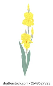 Simple iris branch isolated on white background. Big yellow flowers, buds and green leaves on high stem of flowering garden plant. Botanical vector flat illustration. 