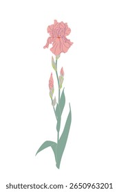 Ramo de íris simples isolado no fundo branco. Grande flor rosa, botões e folhas verdes no tronco alto da planta de jardim florido. Ilustração plana do vetor botânico. 