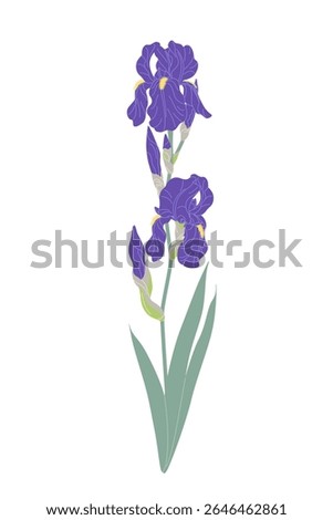 Simple iris branch isolated on white background. Big violet flowers, buds and green leaves on high stem of flowering garden plant. Botanical vector flat illustration. 