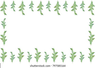 Simple isolated frame of blooming branches