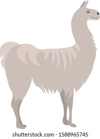 Simple isolated llama vector. Alpaca illustration. 