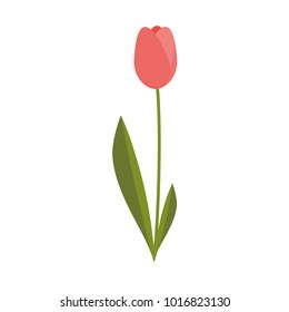 Simple Isolated Pink Tulip Flower Illustration Vector Graphic Design