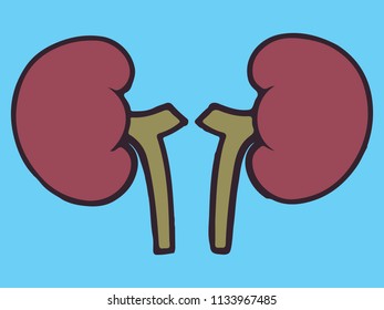 Simple Kidney icon,  logo, symbol, sign, isolated Template on cyan background. Flat Style graphic design. Vector illustration EPS10