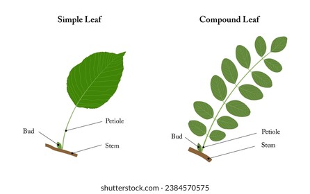 A simple leaf and a compound leaf. Labeled diagram.