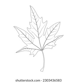 Simple leaf example. Palmately lobed leaf. Platanus. Simple leaf with palmate venation. Black and white illustration.