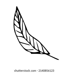 Ilustración simple de hoja aislada en fondo blanco. Clíparte vector dibujada a mano. Doodle botánico para impresión, web, diseño, decoración, logotipo.