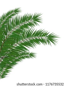 Simple Leaf Of Palm On White Background. EPS10 Vector