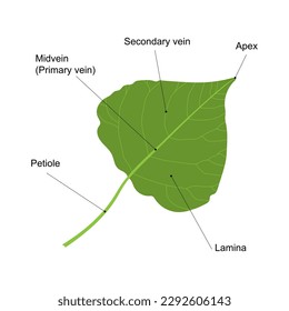 Simple leaf. Parts of a leaf. Poplar leaf isolated on white background.