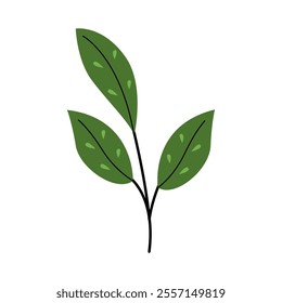 Simple Leaf Vector Illustration. Good for Botanical and Nature Art.