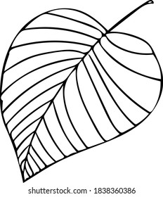 A simple leaf with veins.  Doodle vector isolated on white background for design, cards and logos.