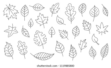 simple leaves line on the white background