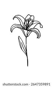 Einfache Lilie Blume Vektor Linie Art Illustration auf weißem Hintergrund