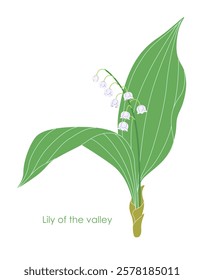 Simple Lily of the valley isolated on white background. Blooming spring woodland plant. Small white flowers and green leaves of flowering Convallaria majalis. Botanical vector flat illustration. 