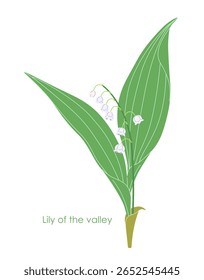 Simple Lily of the valley isolated on white background. Blooming spring woodland plant. Small white flowers and green leaves of flowering Convallaria majalis. Botanical vector flat illustration. 