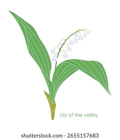 Lírio simples do vale isolado no fundo branco. Floresta florescente de primavera planta. Pequenas flores brancas e folhas verdes de Convallaria majalis florida. Ilustração plana do vetor botânico. 