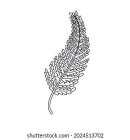 Simple Line Art Royal Fern Leaf. Outline Plant Drawin Tropical Leaves.