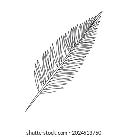 Simple line art tropical areca palm leaf. Outline plant drawin tropical leaves.
