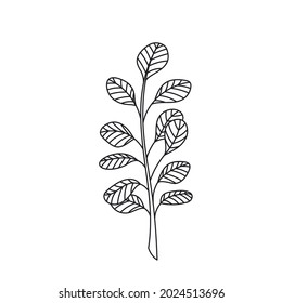 Simple line art tropical leaf. Outline plant drawin tropical leaves.