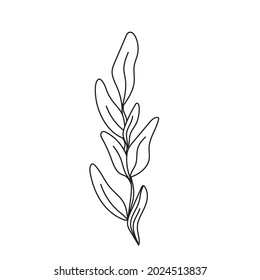Simple line art tropical leaf. Outline plant drawin tropical leaves.