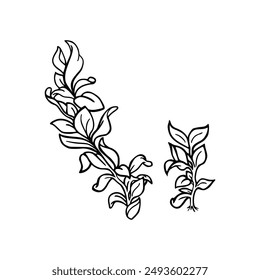 Simple line art tropical leaf. Outline plant drawin tropical leaves.