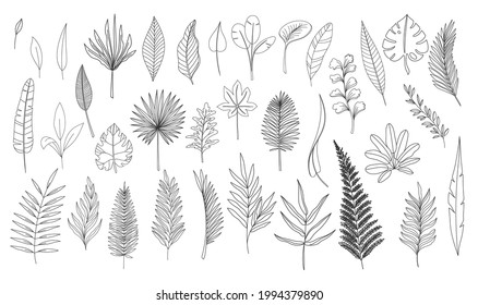 Simple line art tropical leaves. Outline forest palm monstera fern hawaiian leaves. Set hand drawn tropical elements vector illustration.