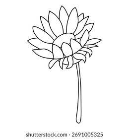 Simple line drawing of a blooming sunflower