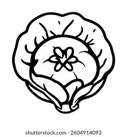 Simple Line Drawing Of A Cabbage With Flower