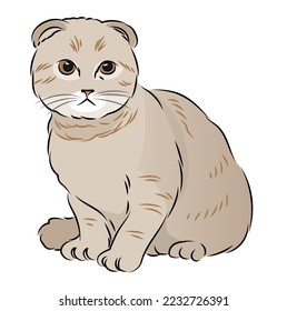 Simple line drawing illustration of Scottish Fold