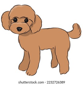 Simple line drawing illustration of a toy poodle