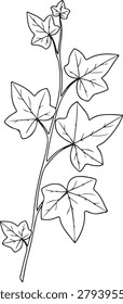Simple line drawing of an ivy plant featuring detailed leaves and a delicate white flower, perfect for botanical or nature-themed designs.