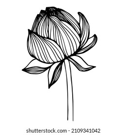 A simple line drawing of a lotus flower.Vector graphics.