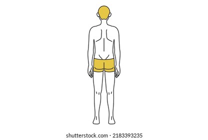 Simple Line Drawing Male Underwear Seen Stock Vector (Royalty Free