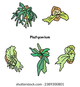 Simple line drawing of Platycerium