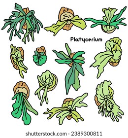 Simple line drawing of Platycerium