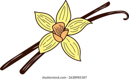 Simple, Line, Hand Drawn Vanilla Flower and Pods. For packaging, advertising, branding. Vector illustration