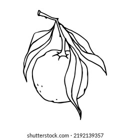 Simple line sketch of mandarin orange citrus fruit.Vector graphic.