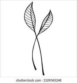 Simple linear drawing of leaves.Vector graphics.