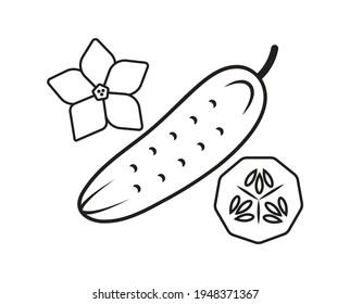 simple linear drawing vector graphics abstract logo icon cucumber cucumber slice with flower isolated black on white background