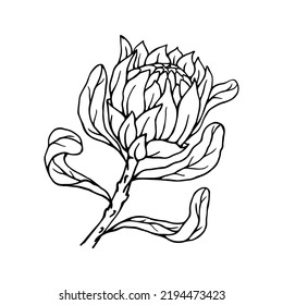 Simple linear sketch of a royal protea flower.Vector graphics.