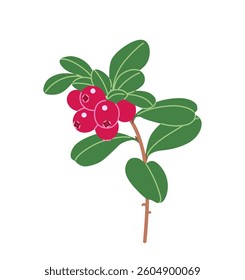 Simple lingonberry or cowberry  branch with red berries and green leaves isolated on white background. Healthy natural food. Wild growing forest plant vector flat illustration.