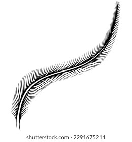 Simple long bird feather. Coniferous tree branch. Vector illustration in line art hand drawn style isolated on white. Sketch for tattoo, coloring book page, invitations, logo, label