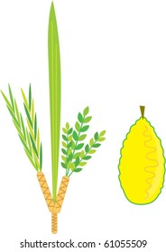 Simple Lulav and etrog - Sukkot