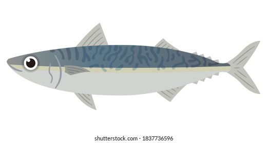 Simple mackerel illustration on white background