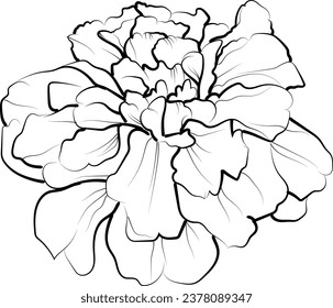 simple marigolds line drawing, marigold flower tattoo drawing, traditional marigold tattoos, black marigold tattoo, american traditional marigolds tattoo, marigold vector art, holigold flower tattoos