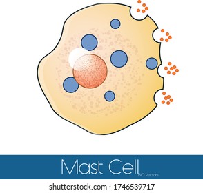 Simple Mast Cell Degranulation Illustration.