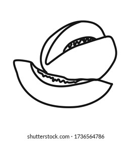 simple melon hand draw vector icon